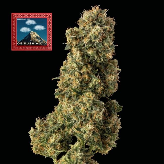 OG Kush Auto Feminized Seeds x 3 - Special Offer-SMAN-OGK-AUTO-FEM-3-PROMO