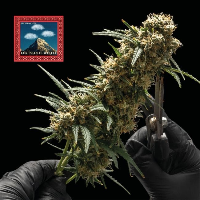OG Kush Auto Feminized Seeds x 3 - Special Offer-SMAN-OGK-AUTO-FEM-3-PROMO