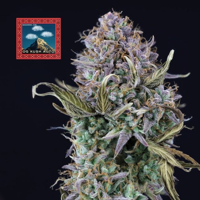 OG Kush Auto Feminized Seeds-SMANOGKRAUT