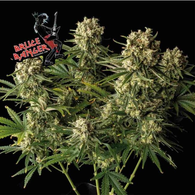 Bruce Banger Feminised Seeds-SMANBB