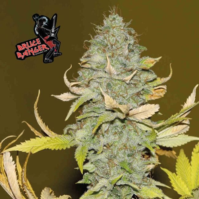 Bruce Banger Feminised Seeds-SMANBB