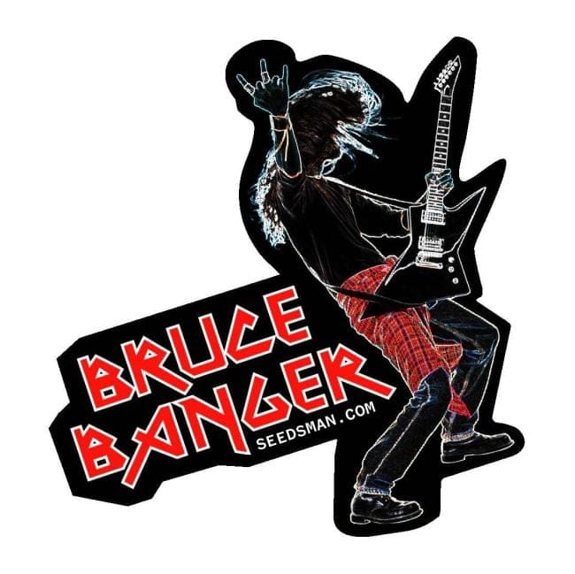 Bruce Banger Feminisiert Saatgut-SMANBB
