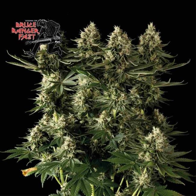 Bruce Banger Fast Feminised Seeds-SMANBBFAST