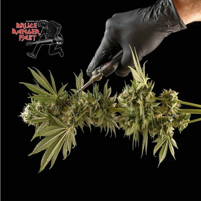 Bruce Banger Fast Feminised Seeds-SMANBBFAST