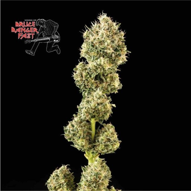 Bruce Banger Fast Feminised Seeds-SMANBBFAST