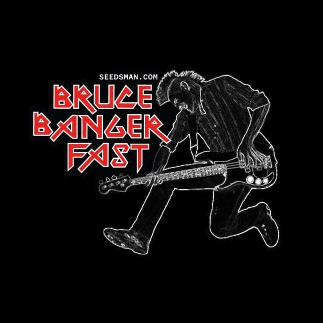 Bruce Banger Rapide Féminisée Semences-SMANBBFAST