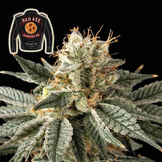 Badazz Cookies OG феминизирани семена-SMANBCOG