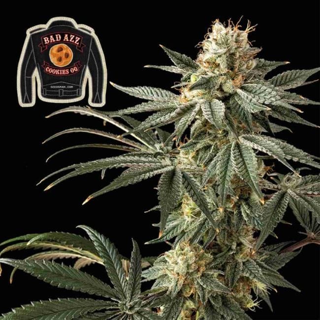 Badazz Cookies OG феминизирани семена-SMANBCOG