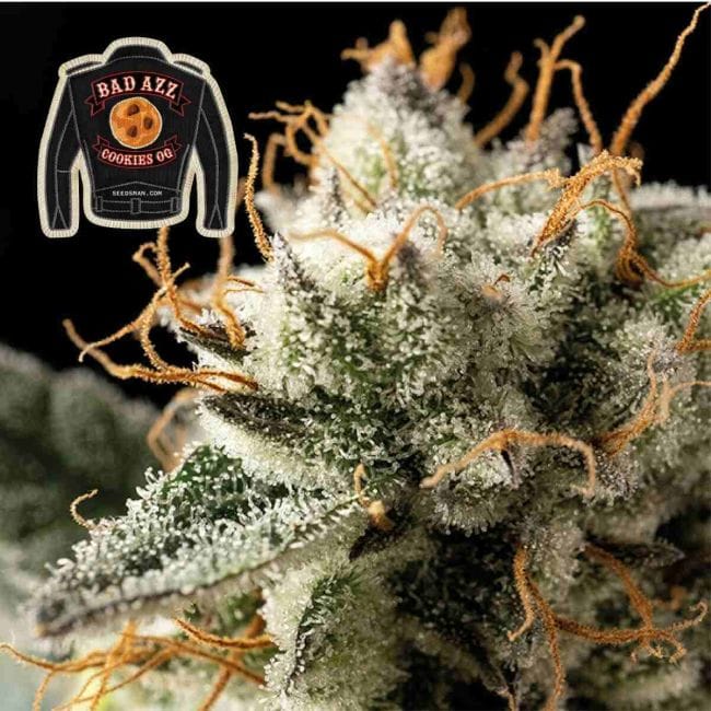 Badazz Cookies OG феминизирани семена-SMANBCOG