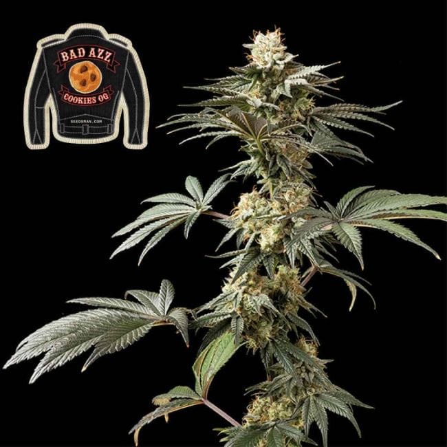Badazz Cookies OG феминизирани семена-SMANBCOG