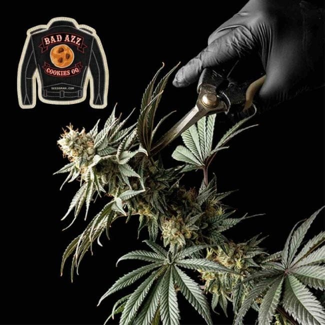 Badazz Cookies OG феминизирани семена-SMANBCOG