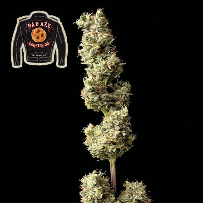 Badazz Cookies OG феминизирани семена-SMANBCOG