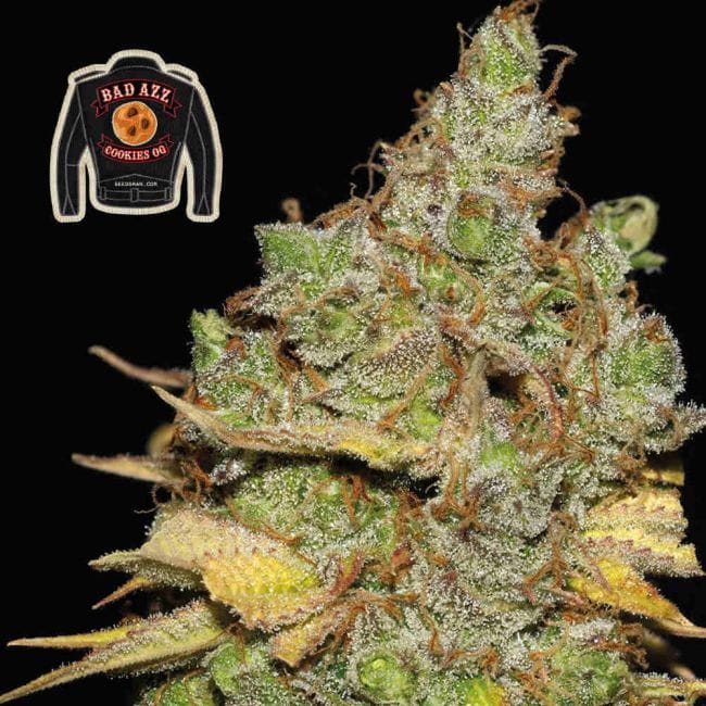 Badazz Cookies OG феминизирани семена-SMANBCOG