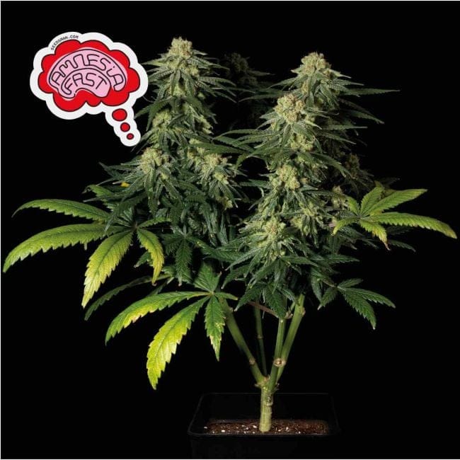 Amnesia Fast Feminised Seeds-SMANAMNSFAST