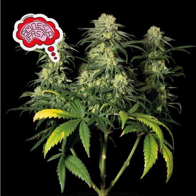 Amnesia Fast Feminised Seeds-SMANAMNSFAST