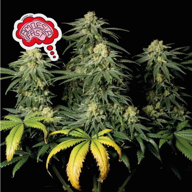 Amnesia Fast Feminized Seeds-SMANAMNSFAST