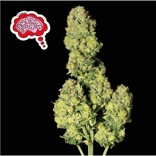Amnesia Fast Feminised Seeds-SMANAMNSFAST