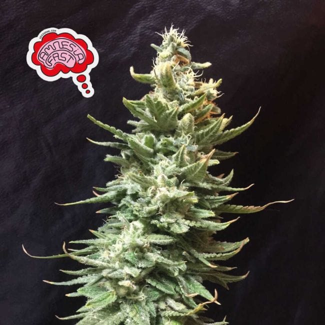 Amnesia Fast Feminised Seeds-SMANAMNSFAST