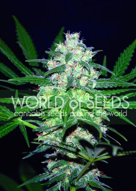 Pakistan Valley Feminised Seeds-pakistan-valley
