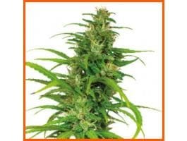 Valentine's Auto-flowering Cannabis Seeds Collection-VALENTINE-AUTO