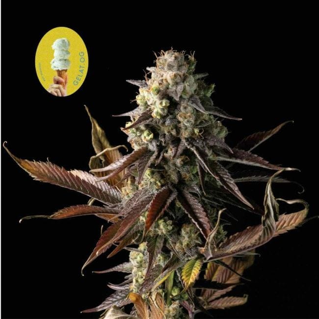 Gelat.OG Feminised Seeds-SMANGELOG
