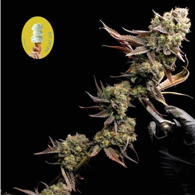 Gelat.OG Feminised Seeds-SMANGELOG