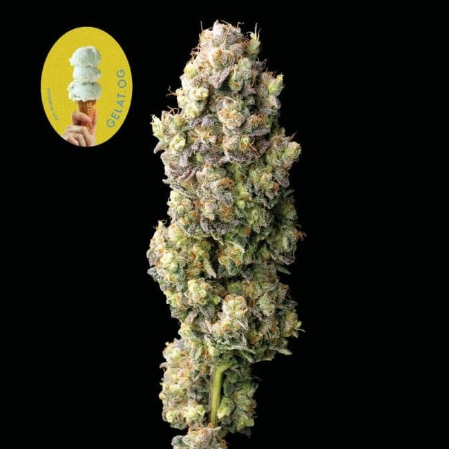 Gelat.OG Feminised Seeds-SMANGELOG