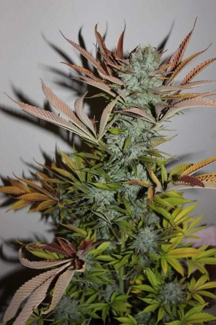 Gelat.OG Feminised Seeds-SMANGELOG