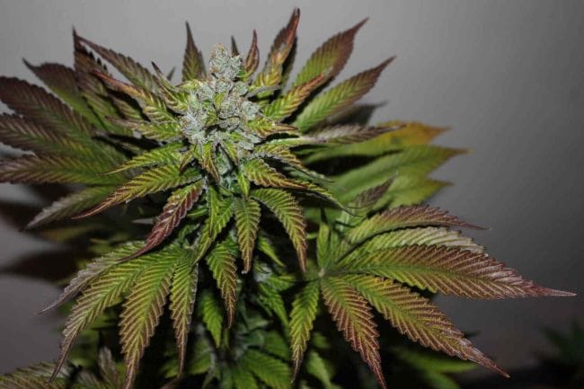 Gelat.OG Feminised Seeds-SMANGELOG