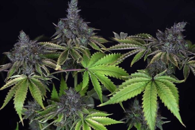 Gelat.OG Feminised Seeds-SMANGELOG