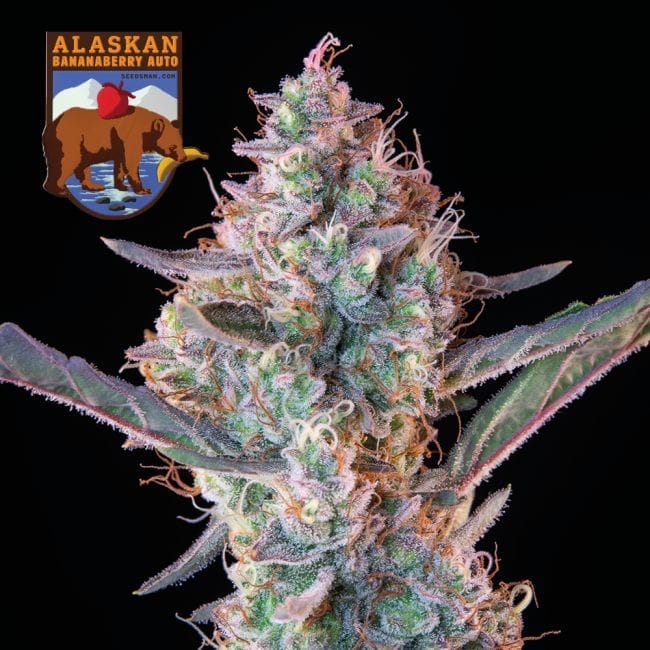 Alaskan Bananaberry Auto Feminized Seeds-SMAN-ALBA-AUTO-FEM