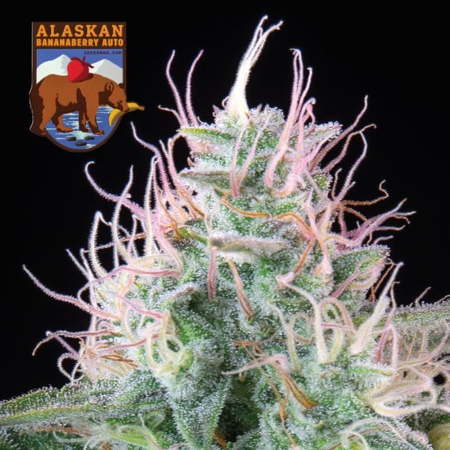 Alaskan Bananaberry Auto Feminised Seeds-SMAN-ALBA-AUTO-FEM