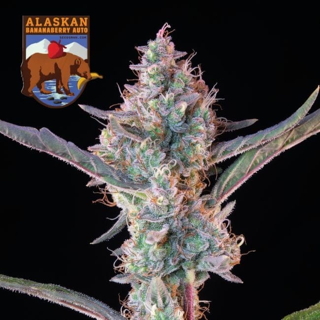 Alaskan Bananaberry Auto Feminisiert Saatgut-SMAN-ALBA-AUTO-FEM