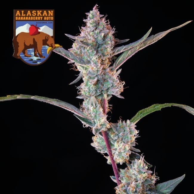 Alaskan Bananaberry Auto Feminisiert Saatgut-SMAN-ALBA-AUTO-FEM