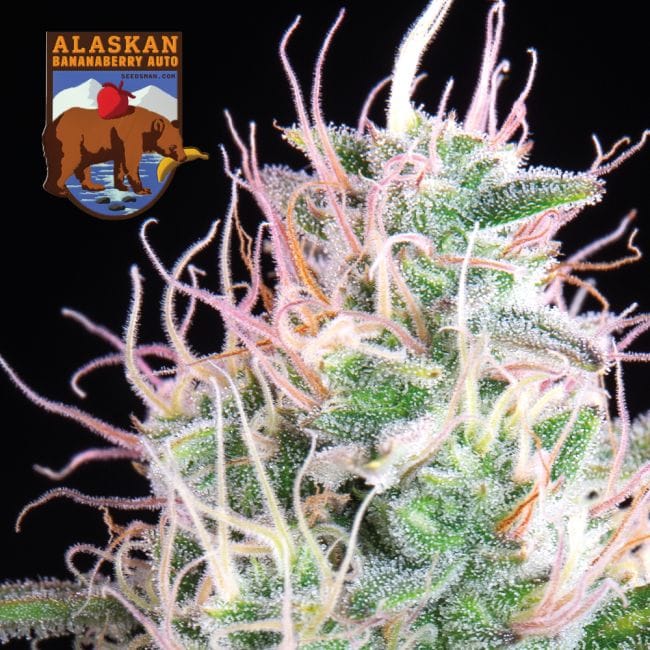 Alaskan Bananaberry Auto Feminized Seeds-SMAN-ALBA-AUTO-FEM