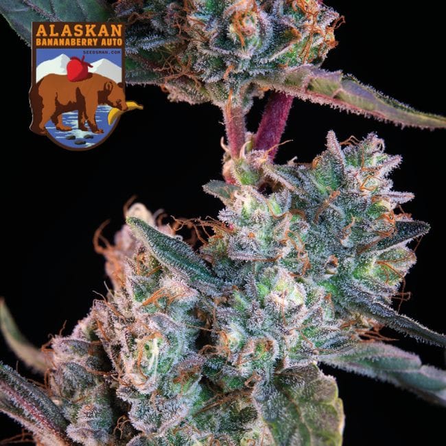 Alaskan Bananaberry Auto Feminised Seeds-SMAN-ALBA-AUTO-FEM