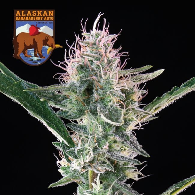 Alaskan Bananaberry Auto Feminized Seeds-SMAN-ALBA-AUTO-FEM