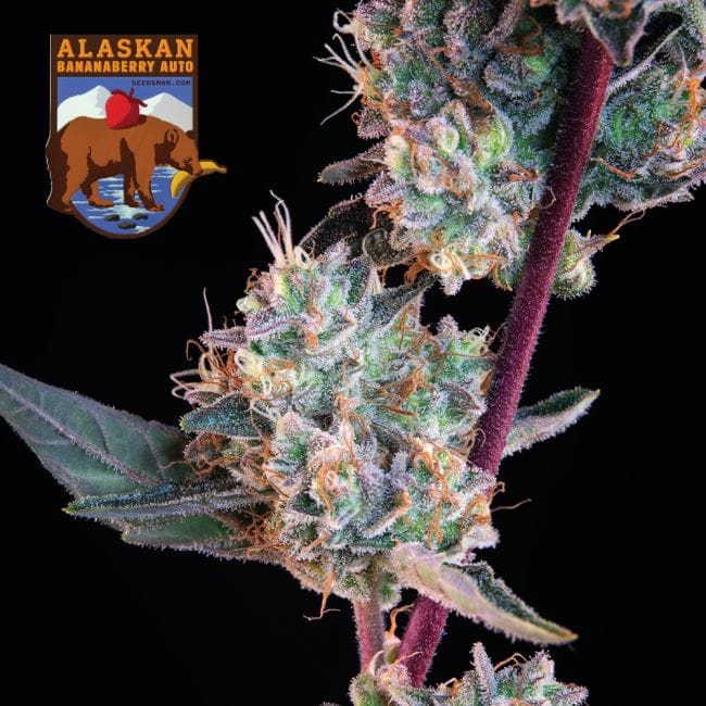 Alaskan Bananaberry Auto Feminisiert Saatgut-SMAN-ALBA-AUTO-FEM