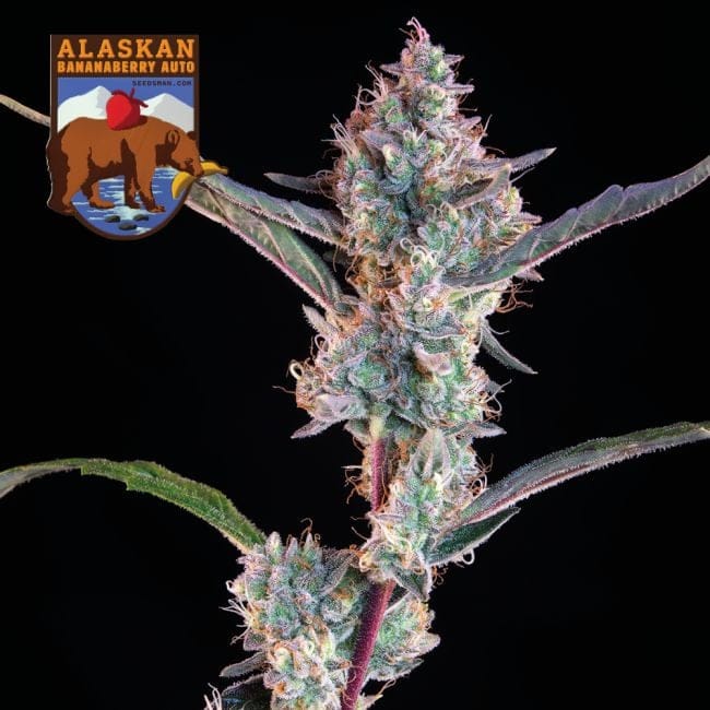 Alaskan Bananaberry Auto Feminized Seeds-SMAN-ALBA-AUTO-FEM