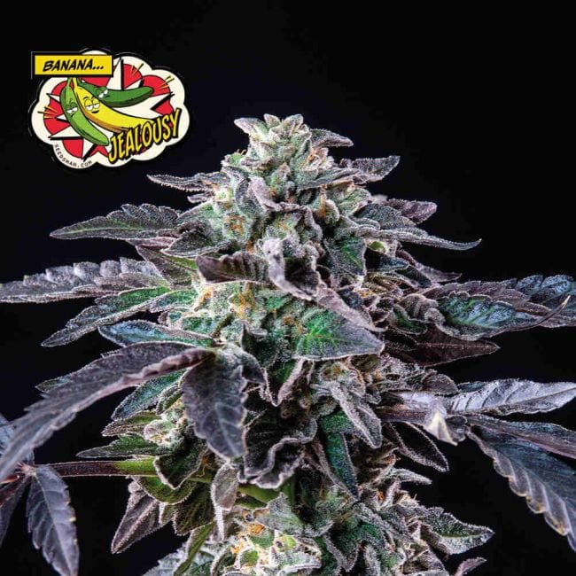Banana Jealousy Feminised Seeds-SMAN-BAJE-FEM