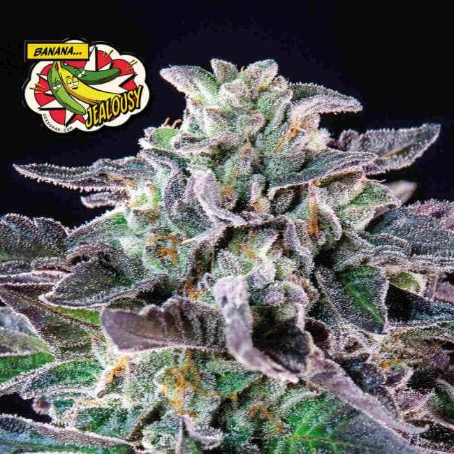 Banana Jealousy Feminised Seeds-SMAN-BAJE-FEM