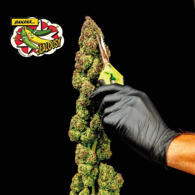 Banana Jealousy Feminised Seeds-SMAN-BAJE-FEM