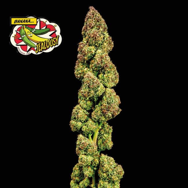Banana Jealousy Feminised Seeds-SMAN-BAJE-FEM