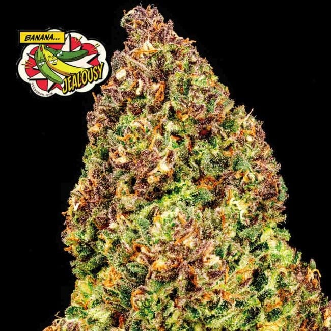 Banana Jealousy Feminised Seeds-SMAN-BAJE-FEM