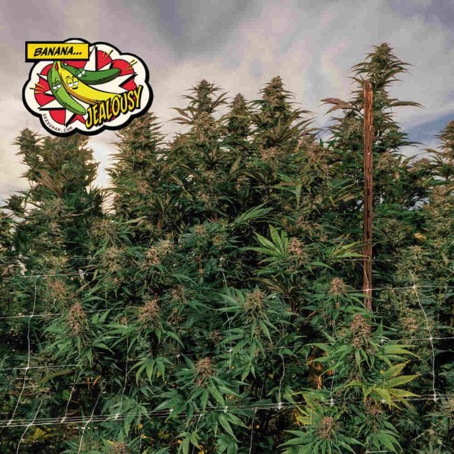 Banana Jealousy Feminised Seeds-SMAN-BAJE-FEM