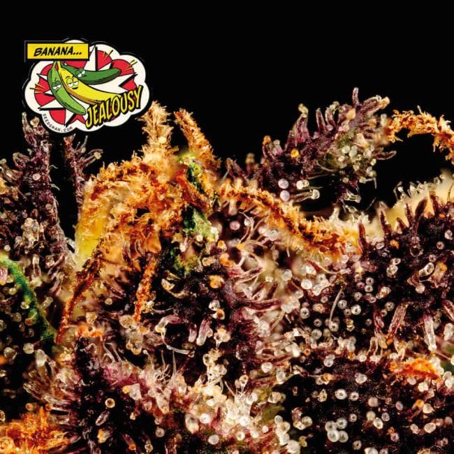 Banana Jealousy Feminised Seeds-SMAN-BAJE-FEM