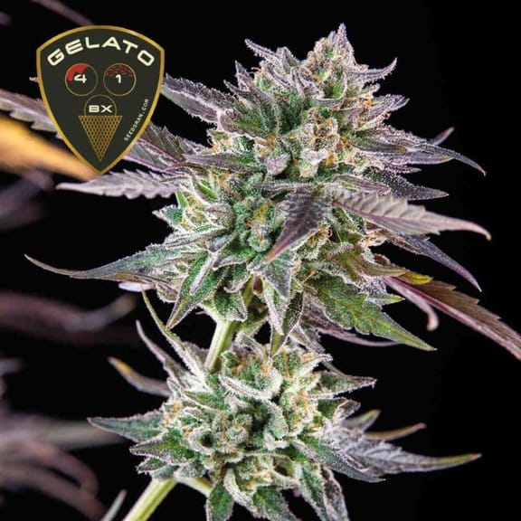Gelato 41 BX Feminized Seeds-SMAN-GE41BX-FEM