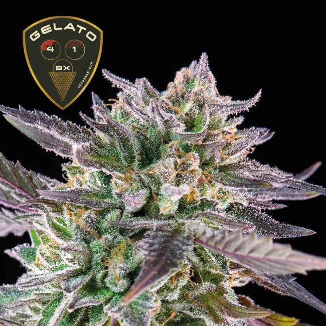 Gelato 41 BX феминизирани семена-SMAN-GE41BX-FEM