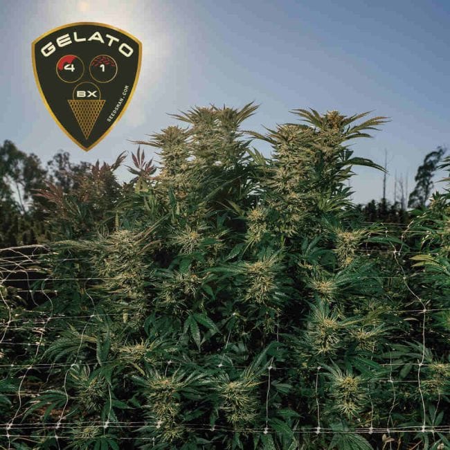 Gelato 41 BX феминизирани семена-SMAN-GE41BX-FEM