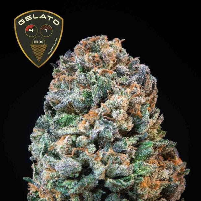 Gelato 41 BX феминизирани семена-SMAN-GE41BX-FEM